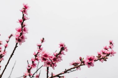 Avustralya 'nın arka bahçesindeki ağaç dallarında bahar mevsiminde, doğa ve peyzaj temalı pembe erik çiçekleri.