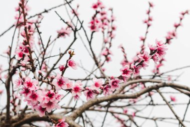 Avustralya 'nın arka bahçesindeki ağaç dallarında bahar mevsiminde, doğa ve peyzaj temalı pembe erik çiçekleri.