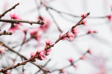 Avustralya 'nın arka bahçesindeki ağaç dallarında bahar mevsiminde, doğa ve peyzaj temalı pembe erik çiçekleri.