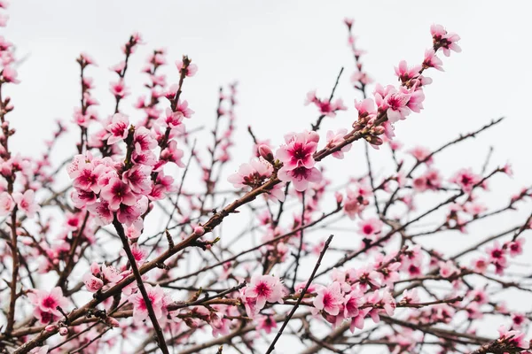 Avustralya 'nın arka bahçesindeki ağaç dallarında bahar mevsiminde, doğa ve peyzaj temalı pembe erik çiçekleri.