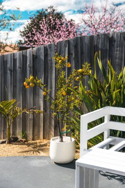 Arka planda pembe erik çiçekleri, bahar doğası ve peyzaj temalı güneşli bir Avustralya bahçesinde mandarin ağacı.