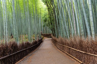 Japonya, Arashiyama 'daki Bambu Ormanı