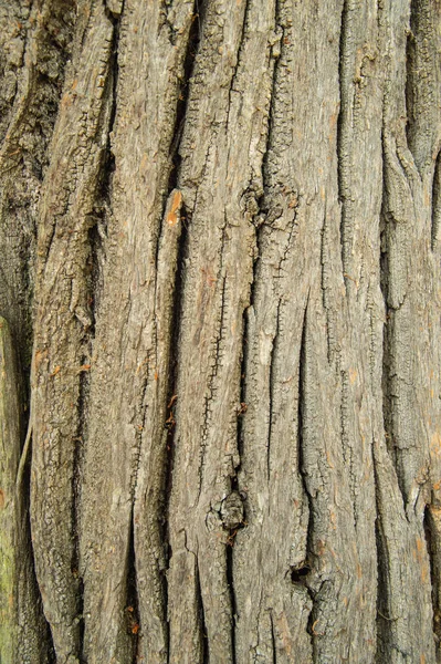 Bark Wood Texture — Stock Photo, Image