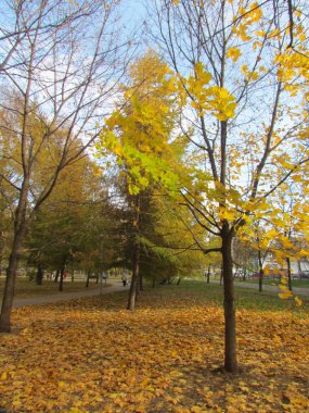 Sonbaharın altın halısında yalnız bir akçaağaç.