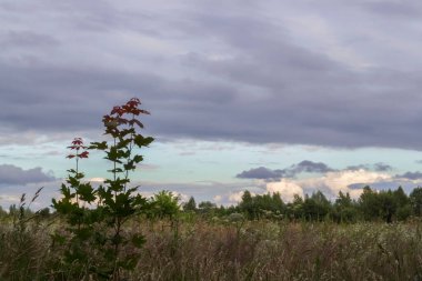Genç akçaağaç ağaçlarıyla bir tarlada kara bulutların arka planında manzara