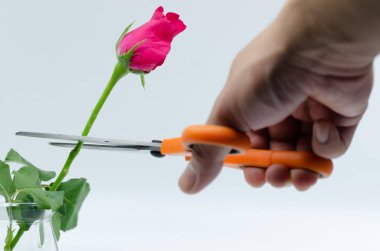 pembe Gül makas kesim