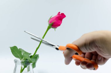 pembe Gül makas kesim