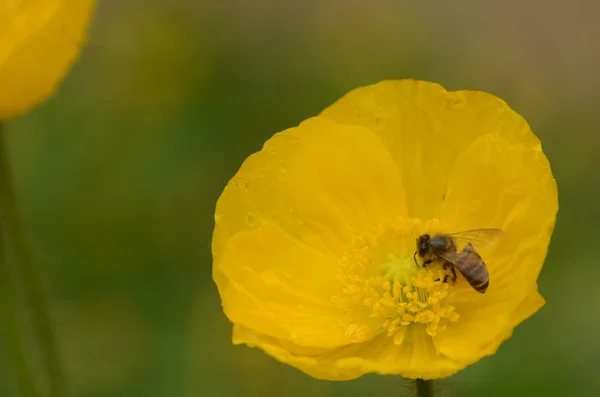 Yellow Flowers Bees Closeup Pollination — 스톡 사진