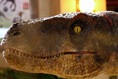 Osaka, Japonya 13 Nisan 2019: Japonya Universal Stüdyoları 'nda 1: 1 ölçeğinde çoğalan dinozor Velociraptor' a yakın çekim.