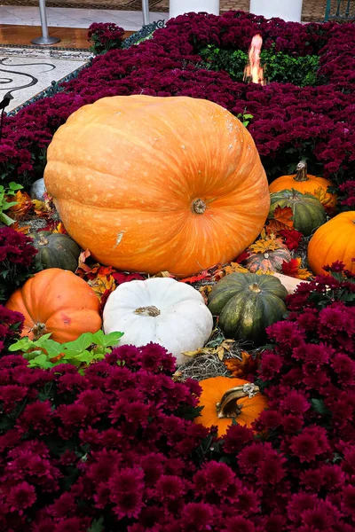 収穫祭のための大きなカボチャ 相続人 美しい秋の花の装飾 不妊の概念 — ストック写真