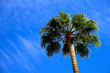 Mavi gökyüzünün klasik Florida palmiye ağacı arkaplanı. Mavi gökyüzü arka planına sahip bir avuç hindistan cevizi palmiyesinin yakın plan fotoğrafı..