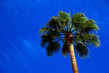 Mavi gökyüzünün klasik Florida palmiye ağacı arkaplanı. Mavi gökyüzü arka planına sahip bir avuç hindistan cevizi palmiyesinin yakın plan fotoğrafı..