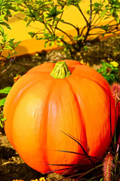 Automne Citrouille Thanksgiving Background Autumn Sculpture Pumpkin Bunch Citrouille Dans — Photo