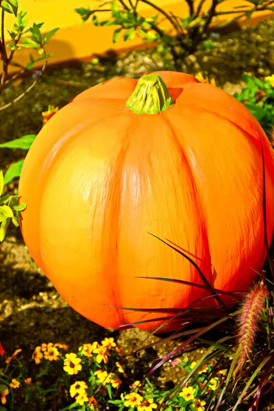 Automne Citrouille Thanksgiving Background Autumn Sculpture Pumpkin Bunch Citrouille Dans — Photo