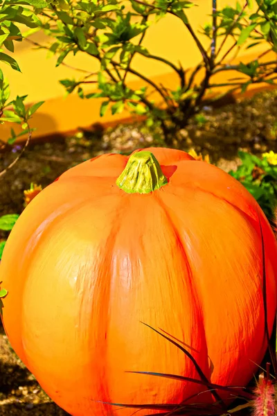 Automne Citrouille Thanksgiving Background Autumn Sculpture Pumpkin Bunch Citrouille Dans — Photo