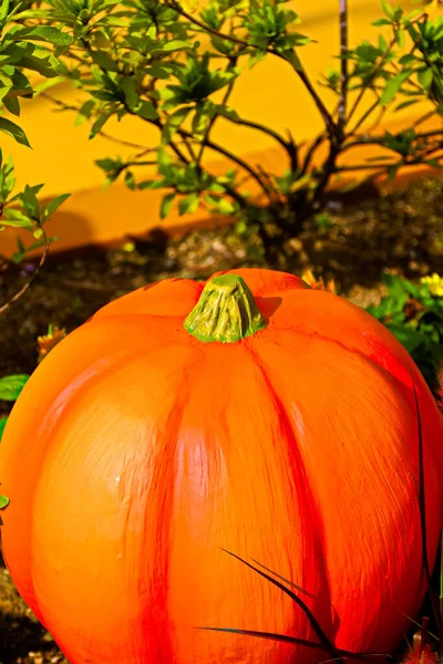 Zucca Autunno Sfondo Del Ringraziamento Autunno Intaglio Zucca Mazzo Zucca — Foto Stock