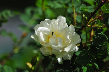 Köyümüzün bahçesinden yabani çiçekler.