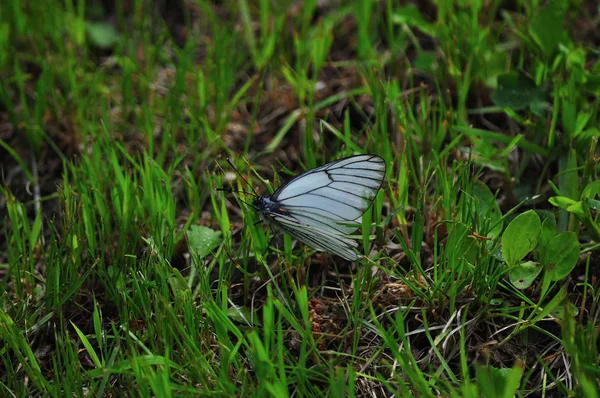 Chou Papillon Sur Herbe — Photo