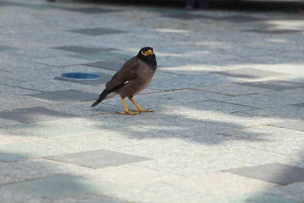 Summer Bird Sits Pavement — Stock Photo, Image