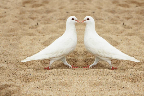 Couple Cooing Pigeons Love — Stock Photo, Image