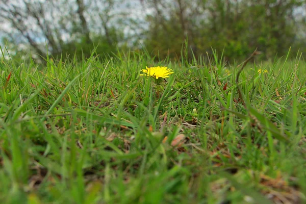 Dente Leão Solitário Num Relvado Verde — Fotografia de Stock