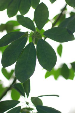 Bitkilerden birinde büyük yeşil bir yaprak.