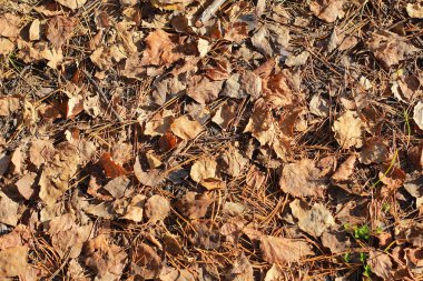 Yaratıcılığınız için kireç dokusu