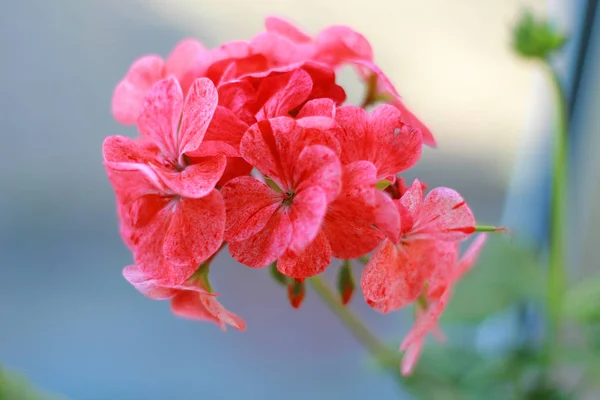 Fleur Géranium Rose Gros Plan — Photo