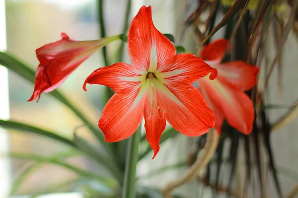 Den Röda Blomman Öppnade Sin Bud — Stockfoto