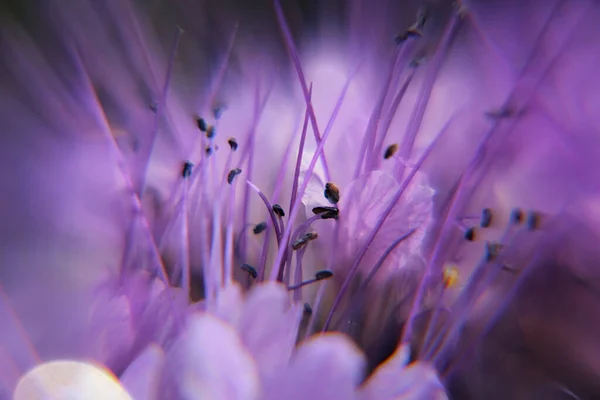 紫色の花の雄蕊と種子 — ストック写真