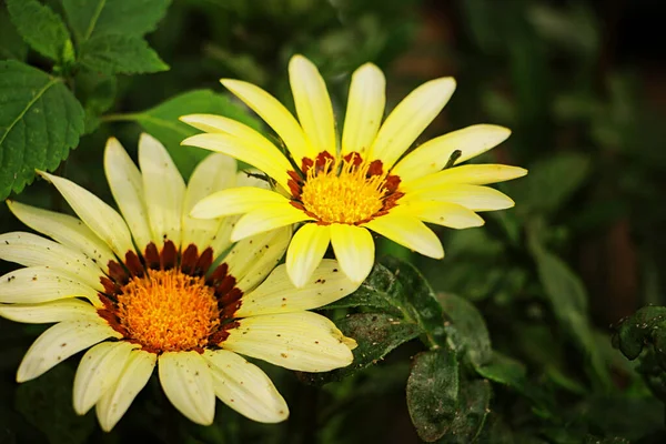 Gerberas Amarillas Florecen Maravillosamente Jardín — Foto de Stock