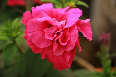 Pembe Petunya bahçede güzel bir çiçek açar.