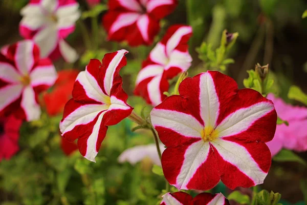 Pembe Petunya Bahçede Güzel Bir Çiçek Açar — Stok fotoğraf