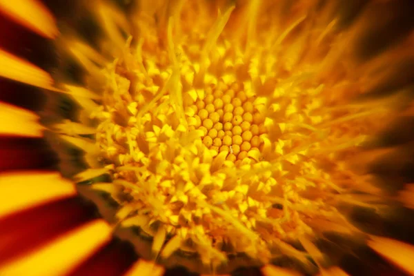 黄色い花芯の雄蕊と雌蕊 — ストック写真