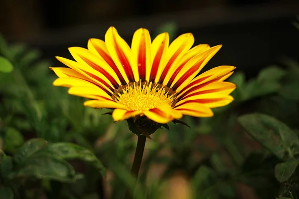 Hottonia Amarilla Hermosas Flores Jardín — Foto de Stock