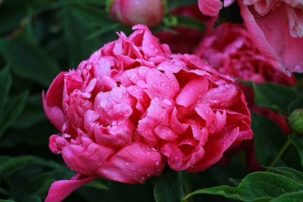 Peonia Rossa Fiorisce Magnificamente Estate — Foto Stock