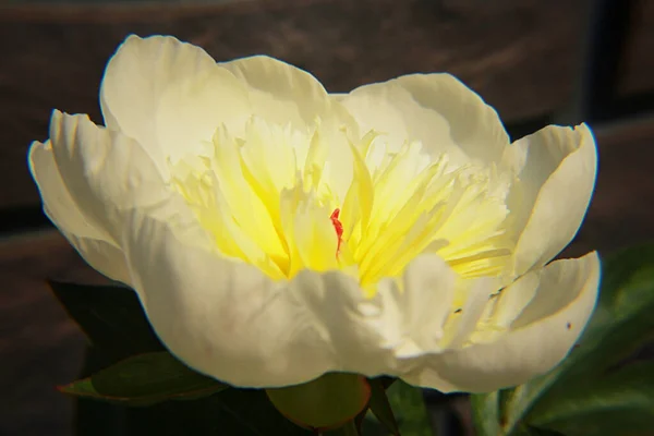 Peonia Bianca Fiorisce Magnificamente Estate — Foto Stock