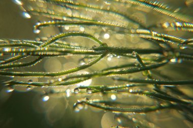 Çiyler çimenlerin yeşil dallarında parlıyor