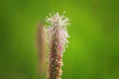 Tohumların dikenleri yazın olgunlaşır.