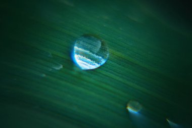 Yağmur damlaları yaprakların üzerinde.