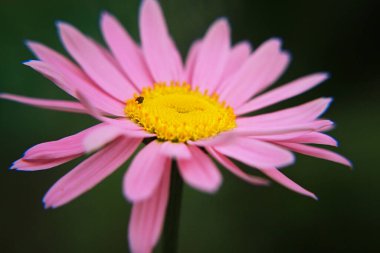 Pembe Daisy Yazın güzel çiçekler