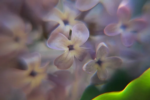 Bela Flor Lilás Primavera — Fotografia de Stock