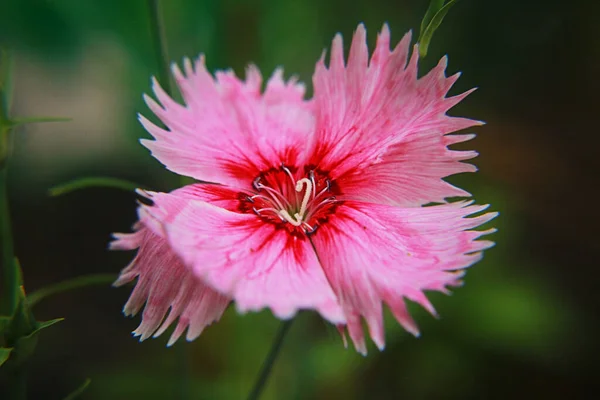 Розовая Гвоздика Прекрасно Цветет Летом — стоковое фото