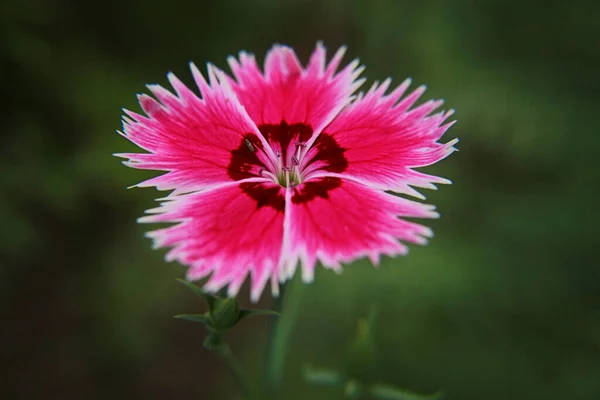 Rosafarbene Nelke Blüht Sommer Wunderschön — Stockfoto