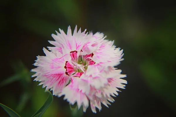 Розовая Гвоздика Прекрасно Цветет Летом — стоковое фото