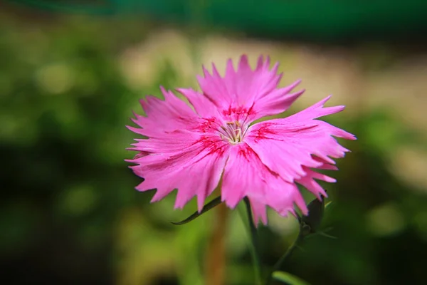 Clavel Rosa Florece Maravillosamente Verano — Foto de Stock