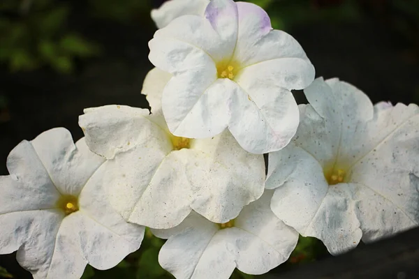 Vit Petunia Blommar Vackert Sommaren — Stockfoto