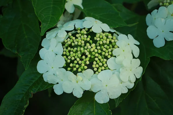 Viburnum Virágzik Szépen Tavasszal — Stock Fotó