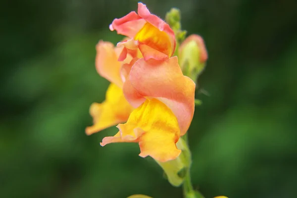 Snapdragons São Belas Flores Verão — Fotografia de Stock