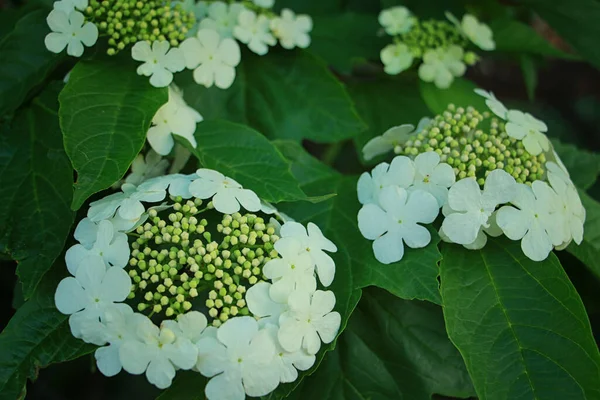 Viburnum Virágzik Szépen Tavasszal — Stock Fotó